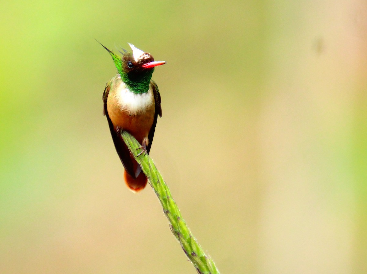 White-crested Coquette - Mónica Thurman