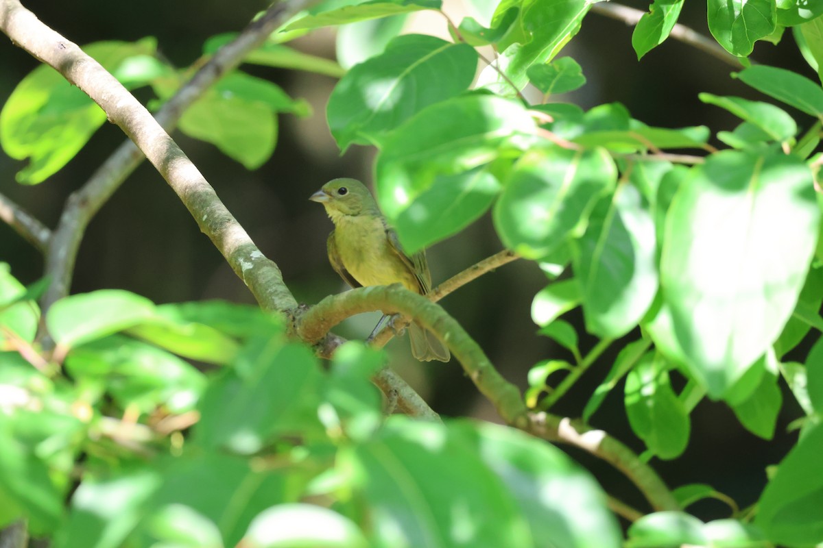 Painted Bunting - Jerry Griggs