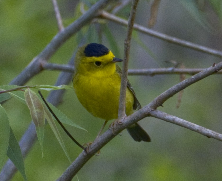 Wilson's Warbler - Steve Wagner