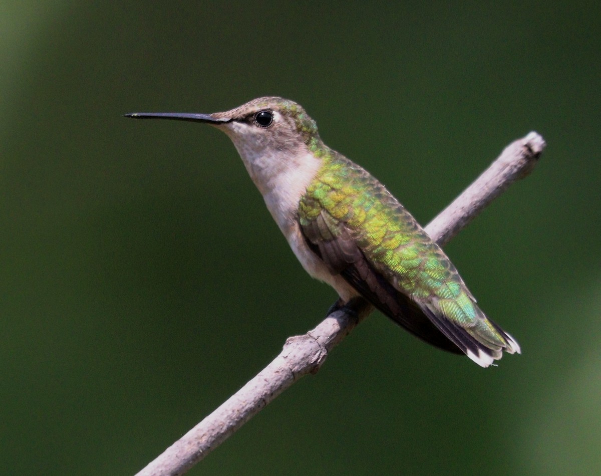 Ruby-throated Hummingbird - Hélène Crête