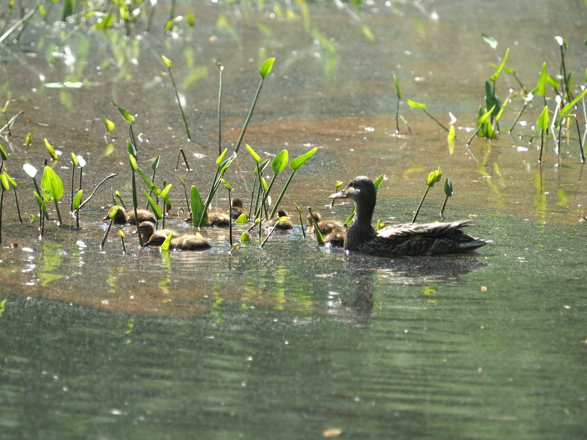 Mallard - Bill Bunn