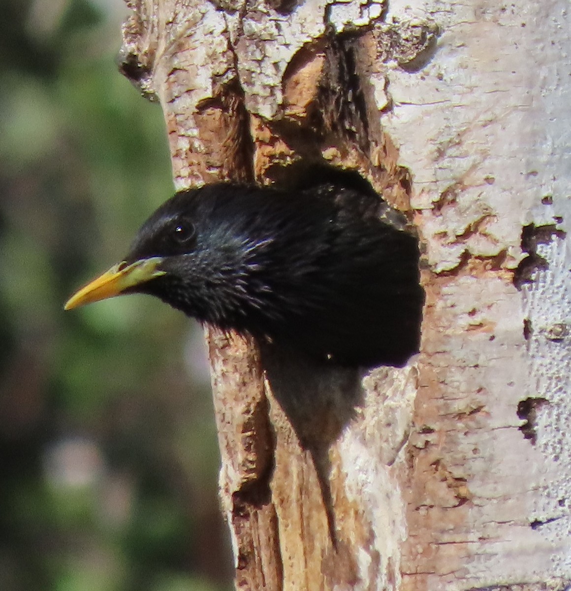 European Starling - BEN BAILEY