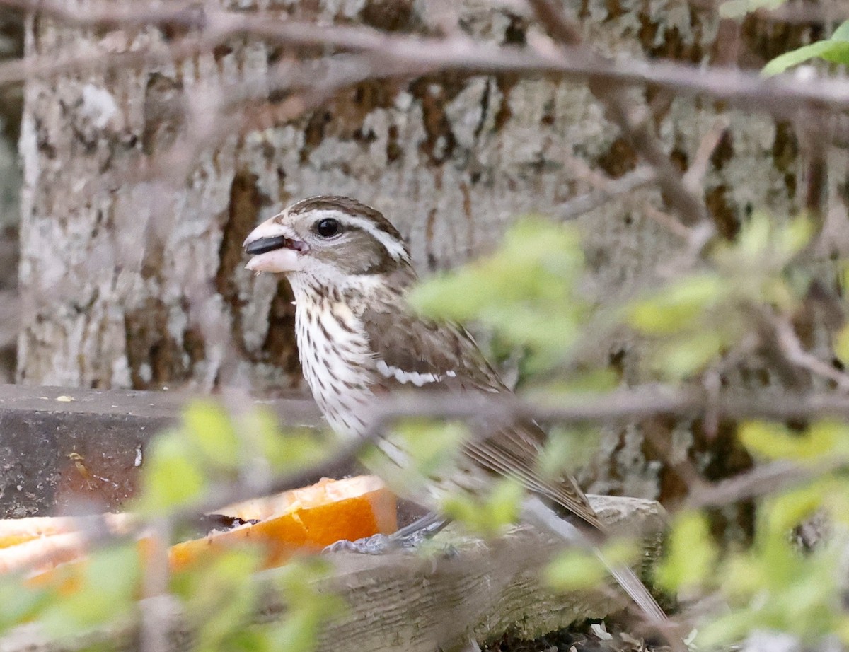 Rose-breasted Grosbeak - ML619529656