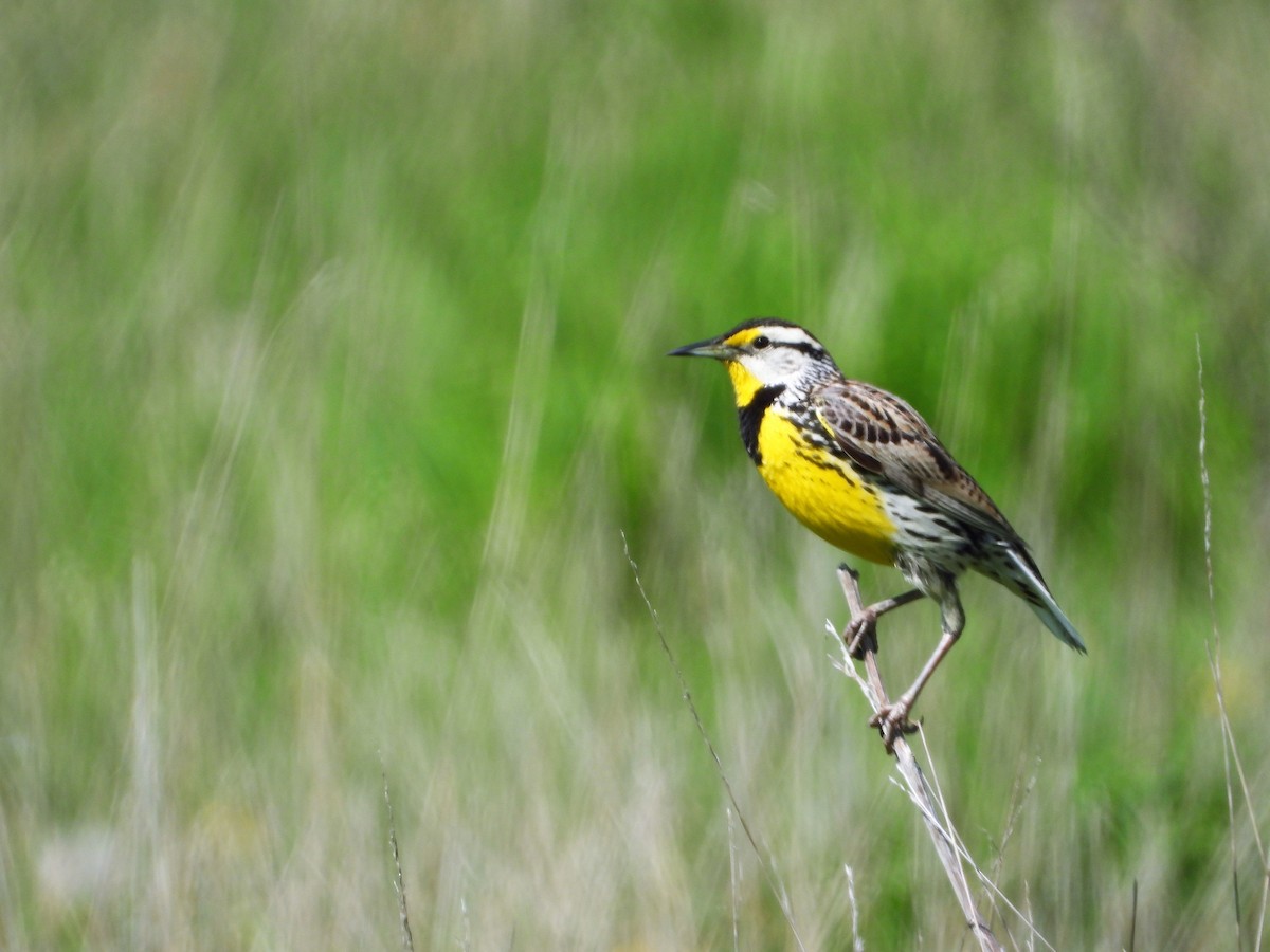 Eastern Meadowlark - Marcia Suchy