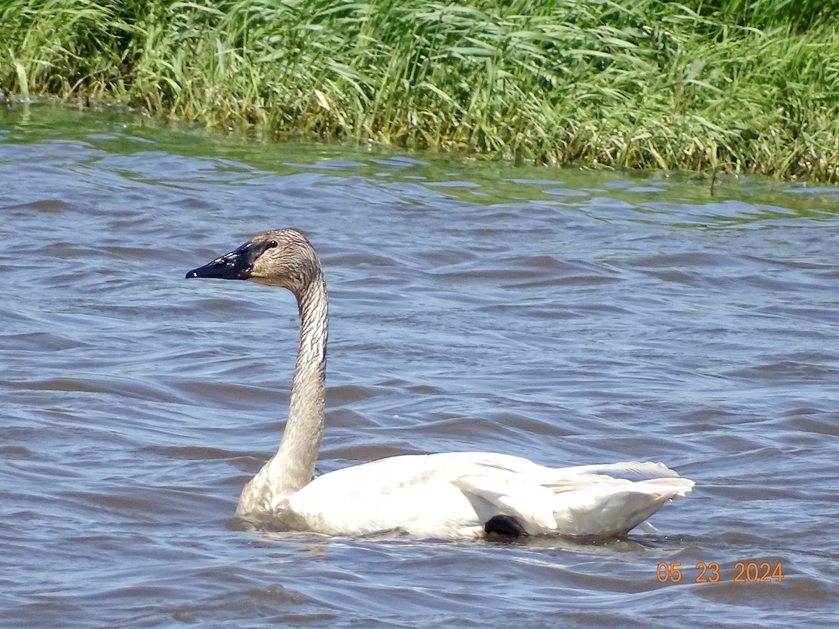 Trumpeter Swan - bruce ventura