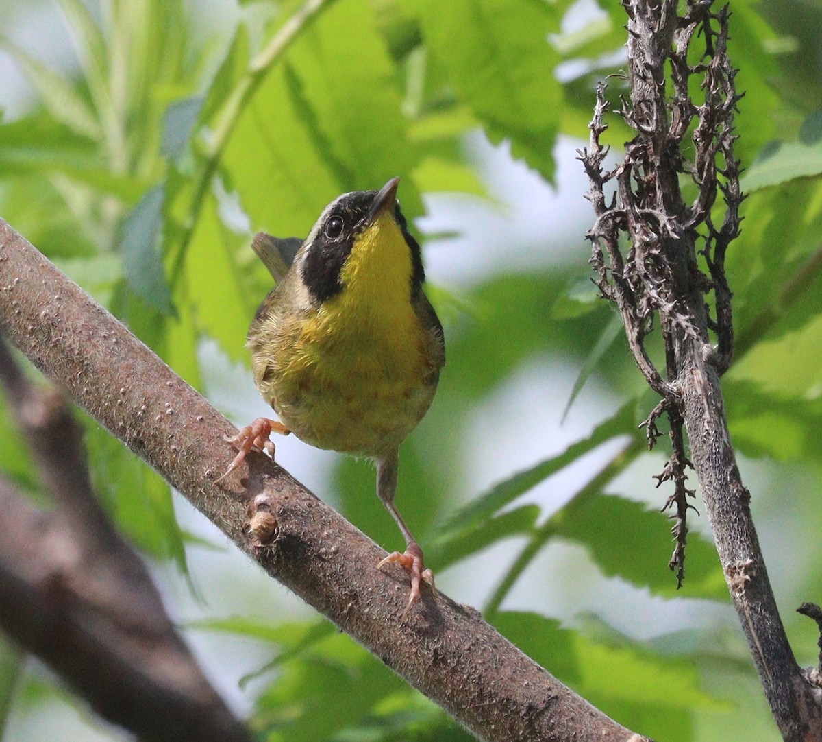 Common Yellowthroat - Hélène Crête