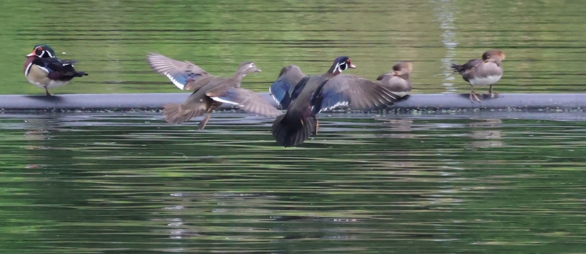 Wood Duck - Jerry Griggs