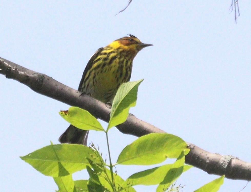 Cape May Warbler - Hélène Crête