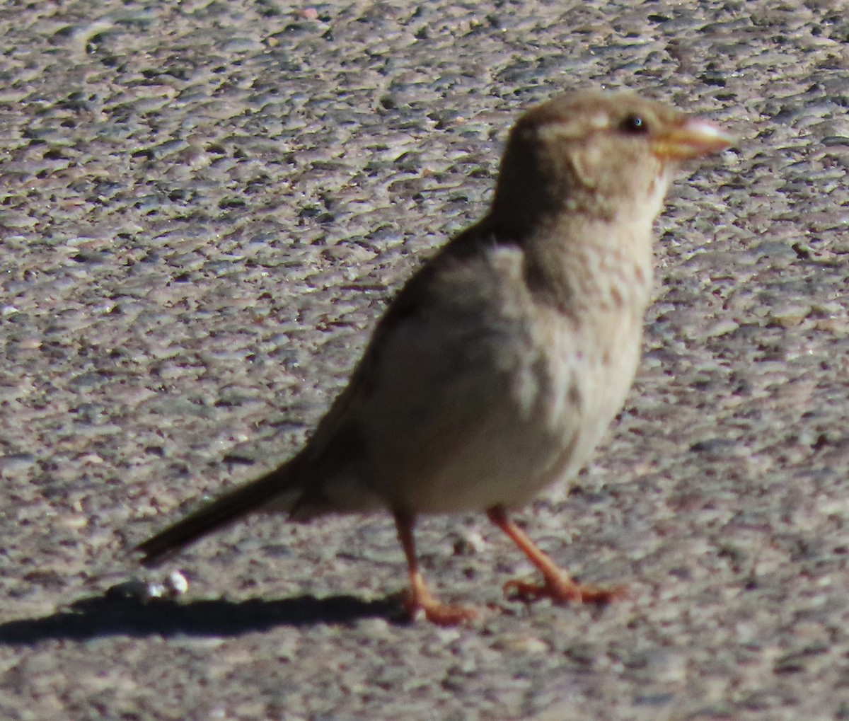 House Sparrow - BEN BAILEY