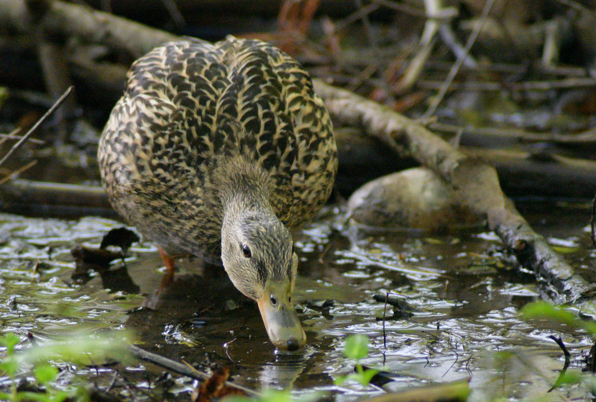 Mallard - Guillaume Perron