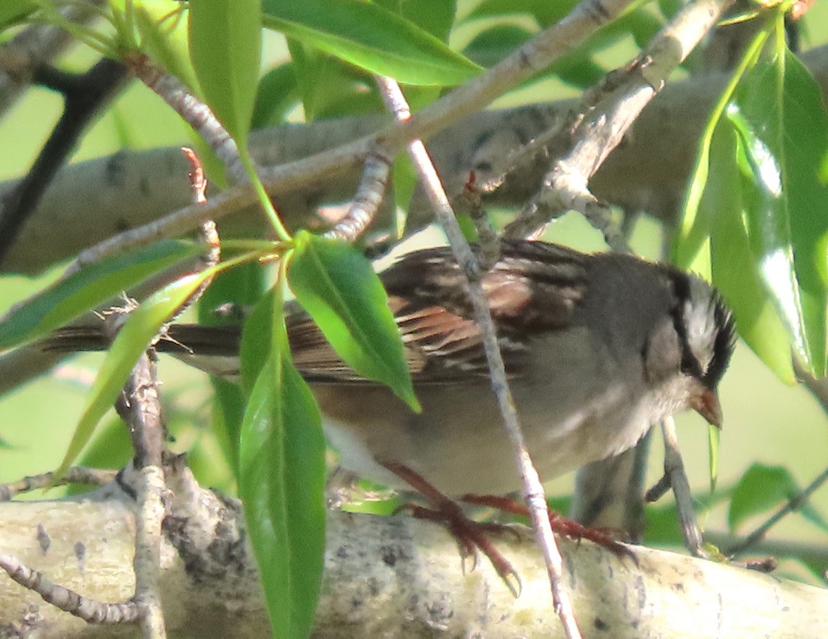 White-crowned Sparrow - BEN BAILEY