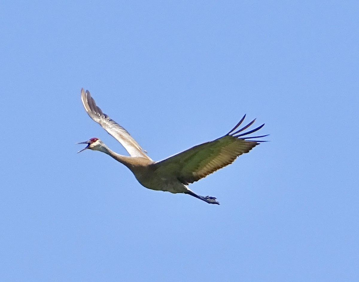 Sandhill Crane - bruce ventura