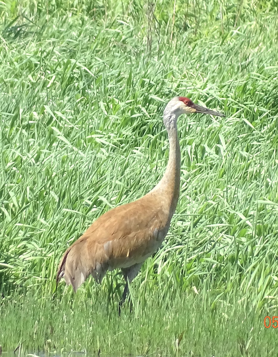 Sandhill Crane - bruce ventura