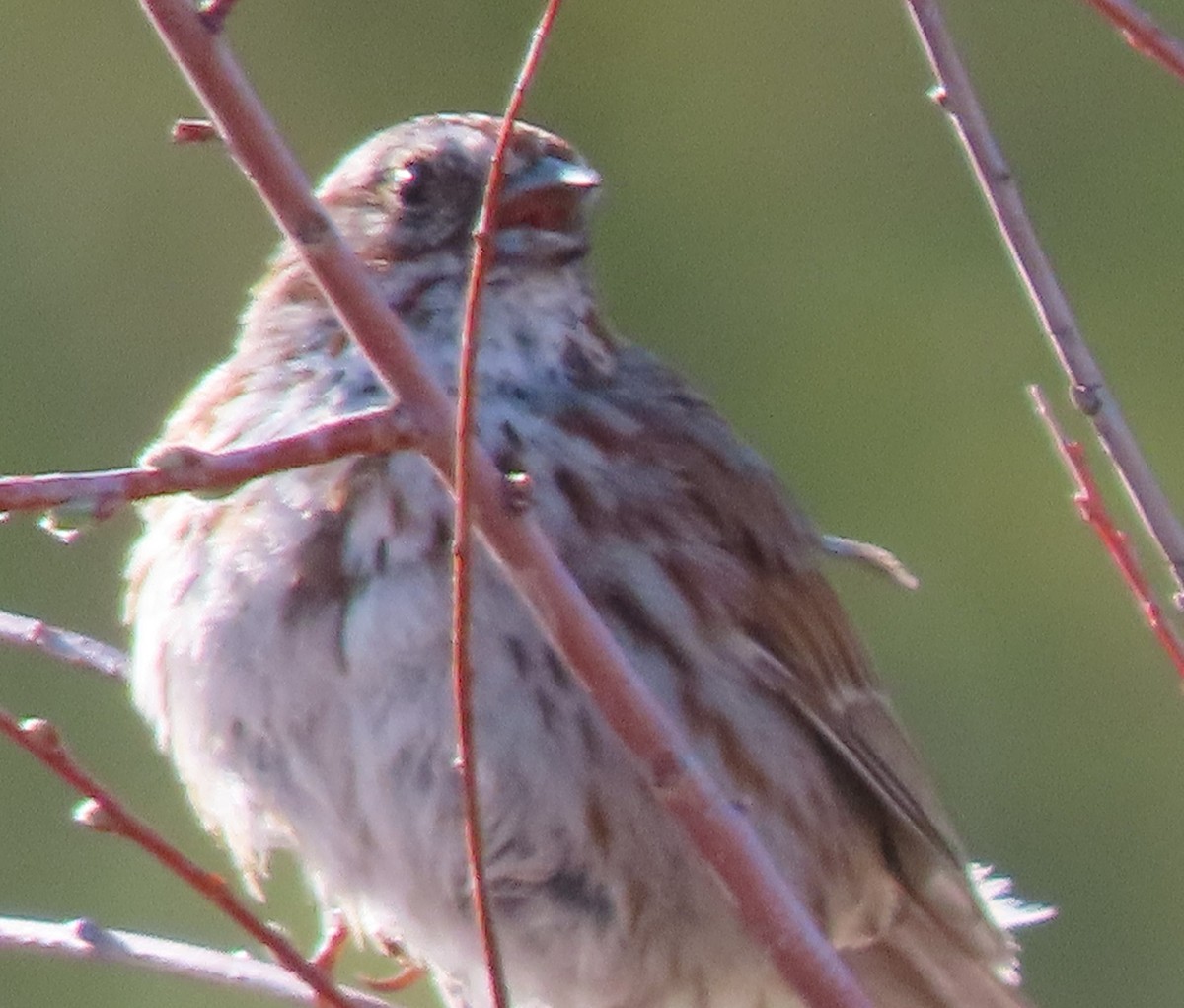 Song Sparrow - BEN BAILEY