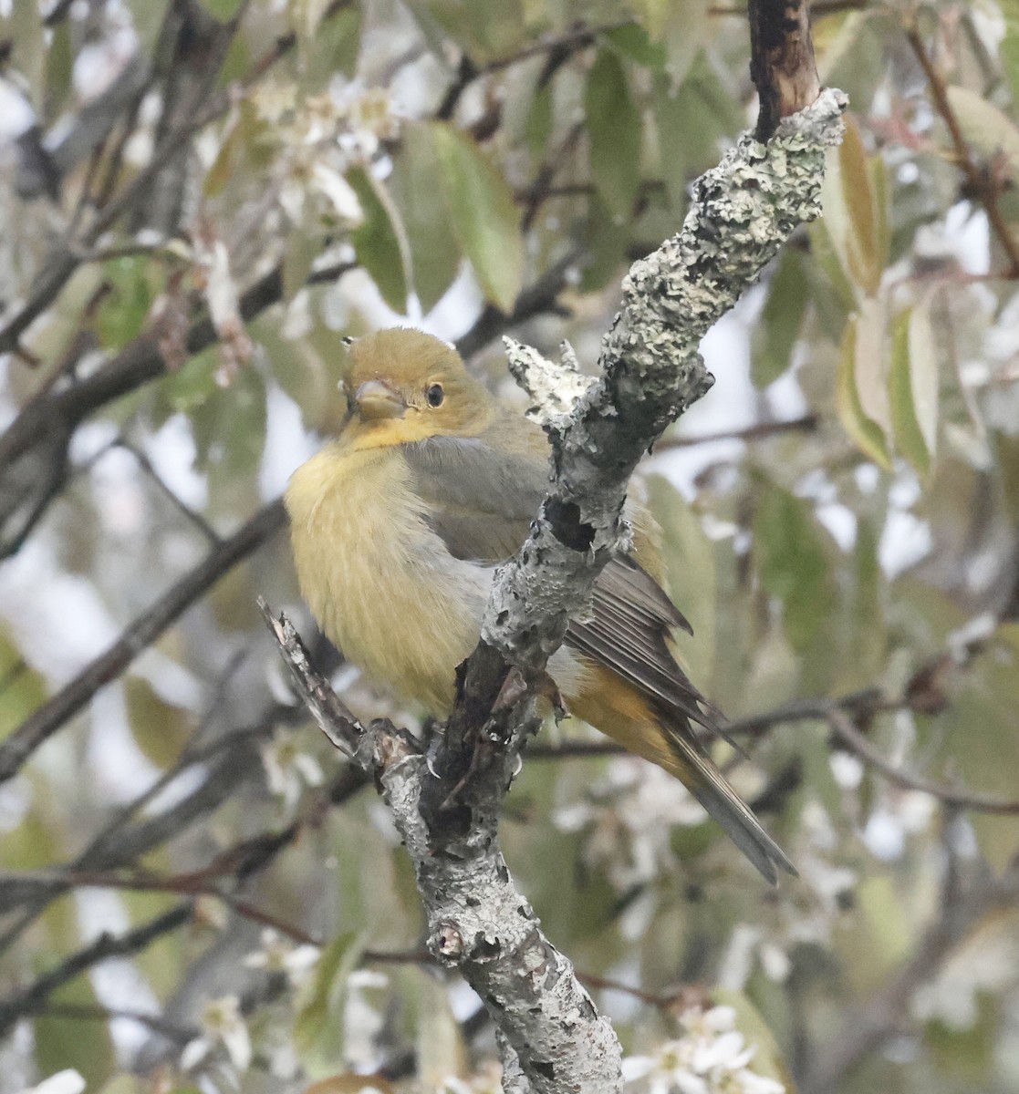 Scarlet Tanager - Jon Wolfson