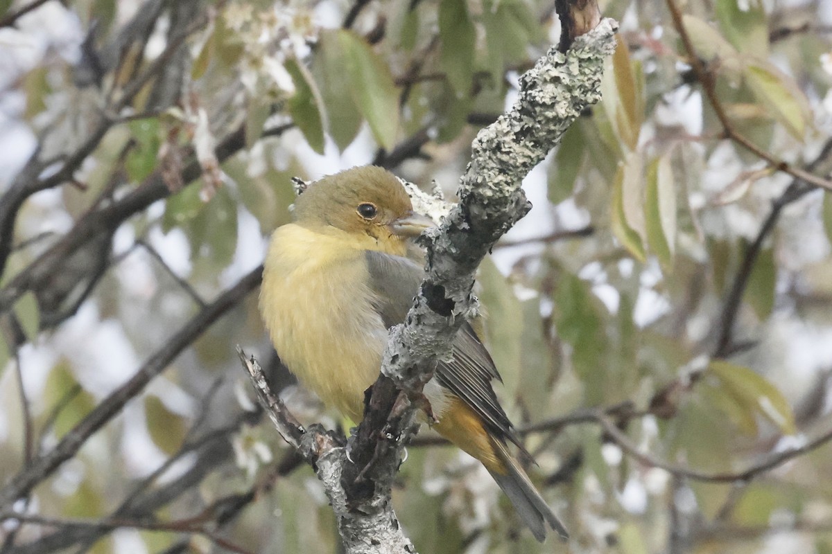 Scarlet Tanager - Jon Wolfson