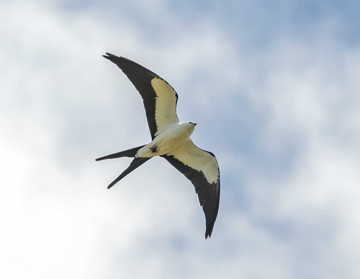 Swallow-tailed Kite - Damon Haan