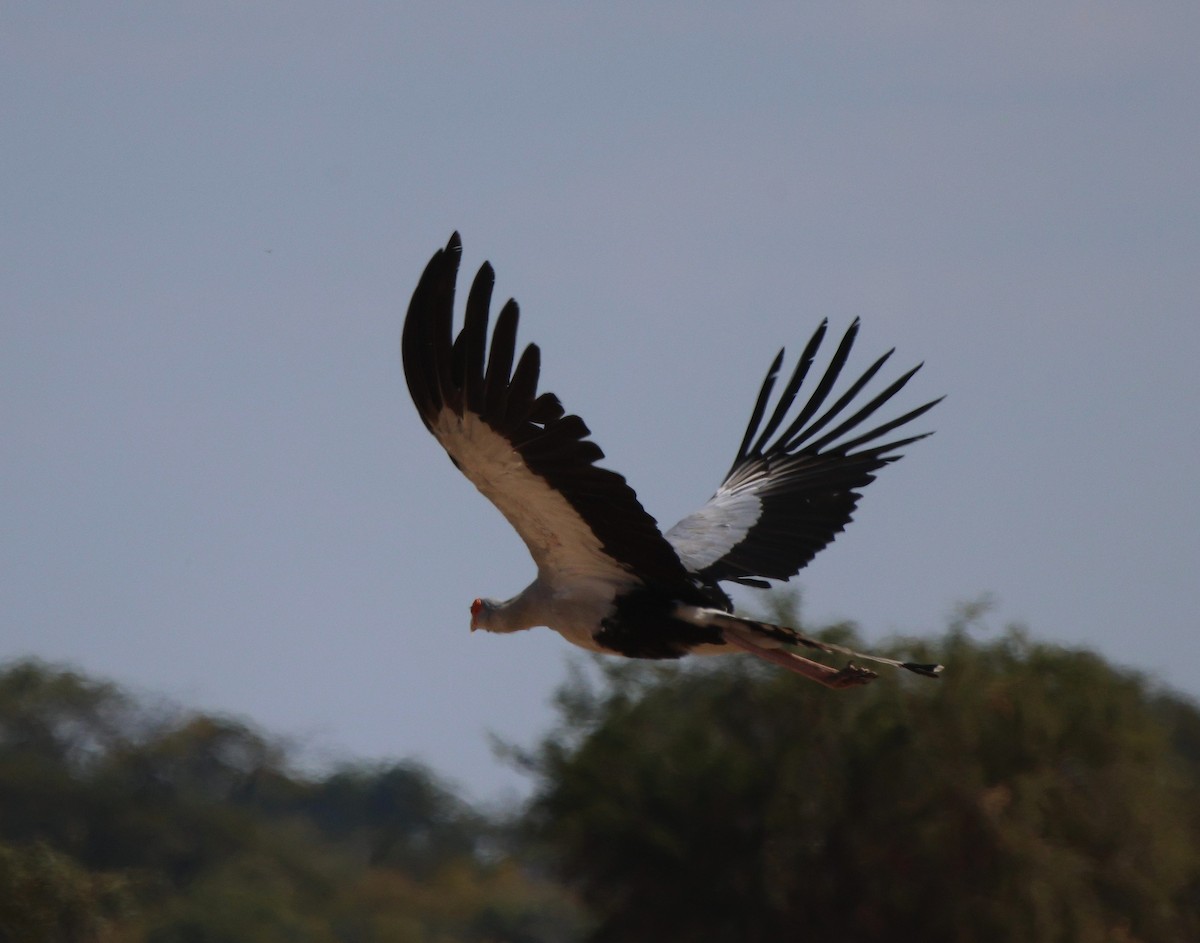 Secretarybird - Frank Willems - Birding Zambia