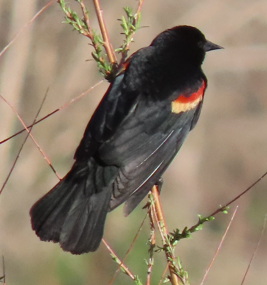 Red-winged Blackbird - BEN BAILEY