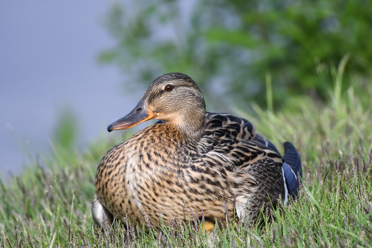 Mallard - Julian Pozzi