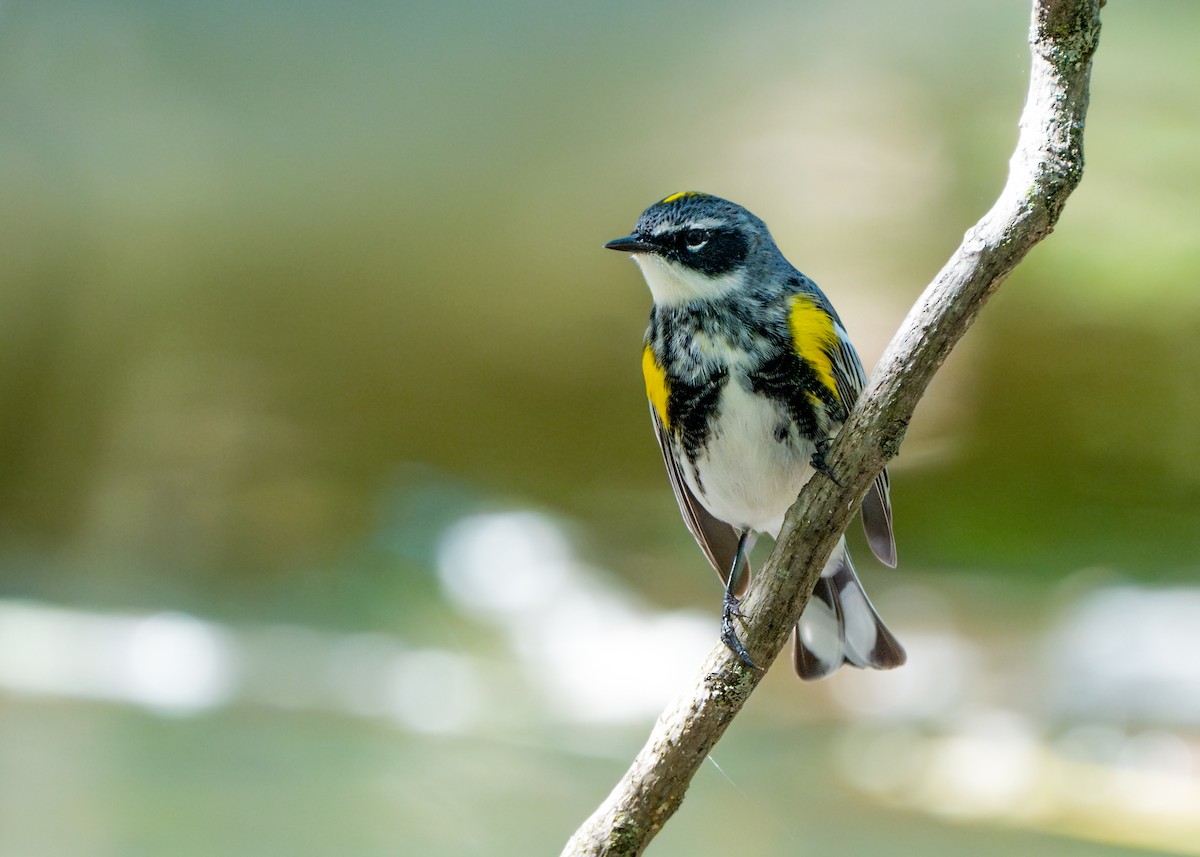 Yellow-rumped Warbler - Dori Eldridge