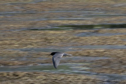 Black Tern - Rosie Lynn