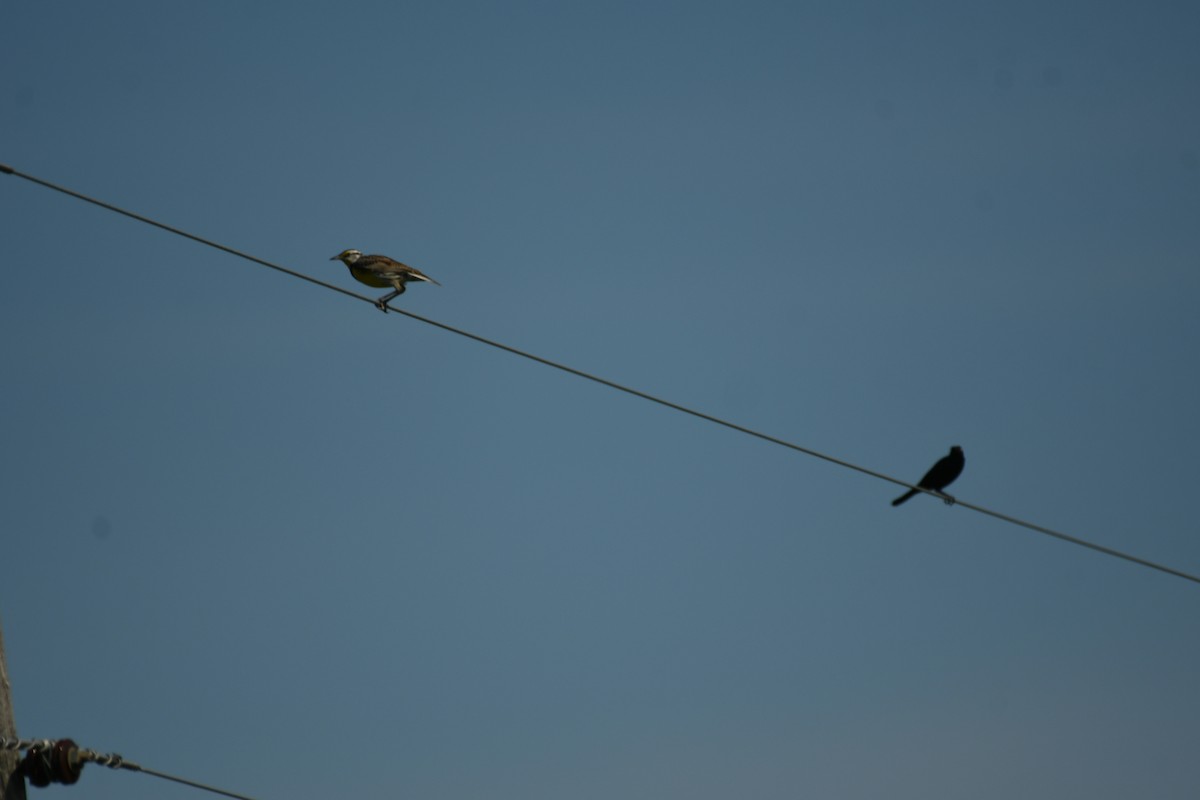 Brewer's Blackbird - Marcia Suchy