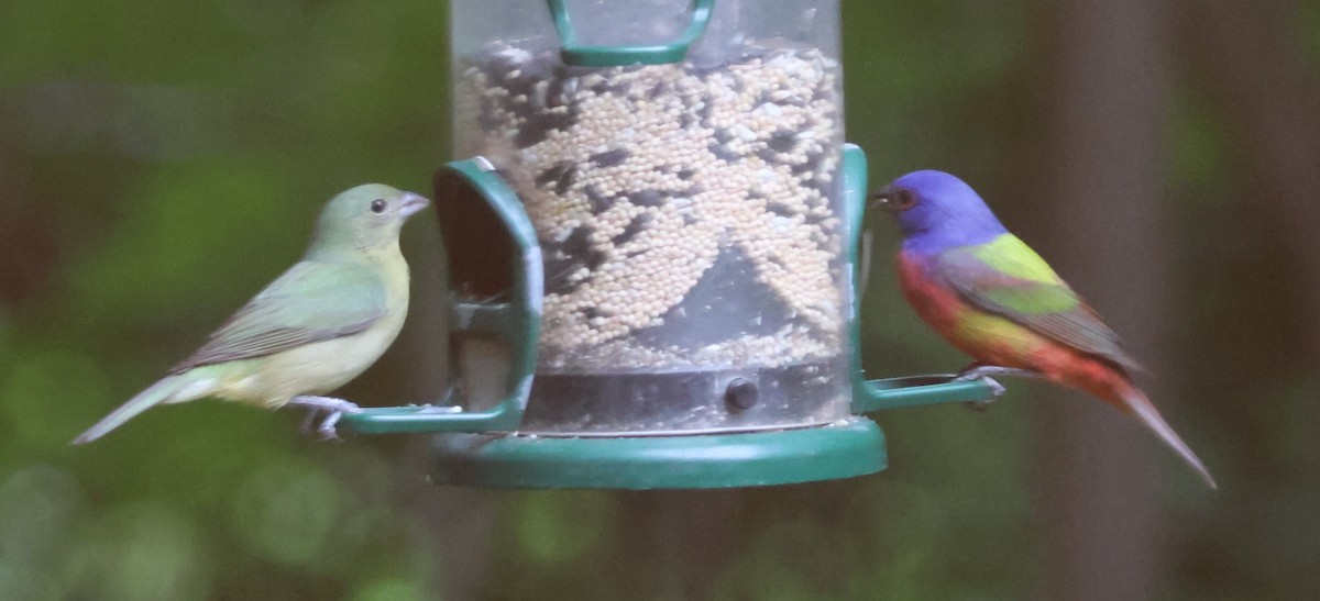 Painted Bunting - Jerry Griggs