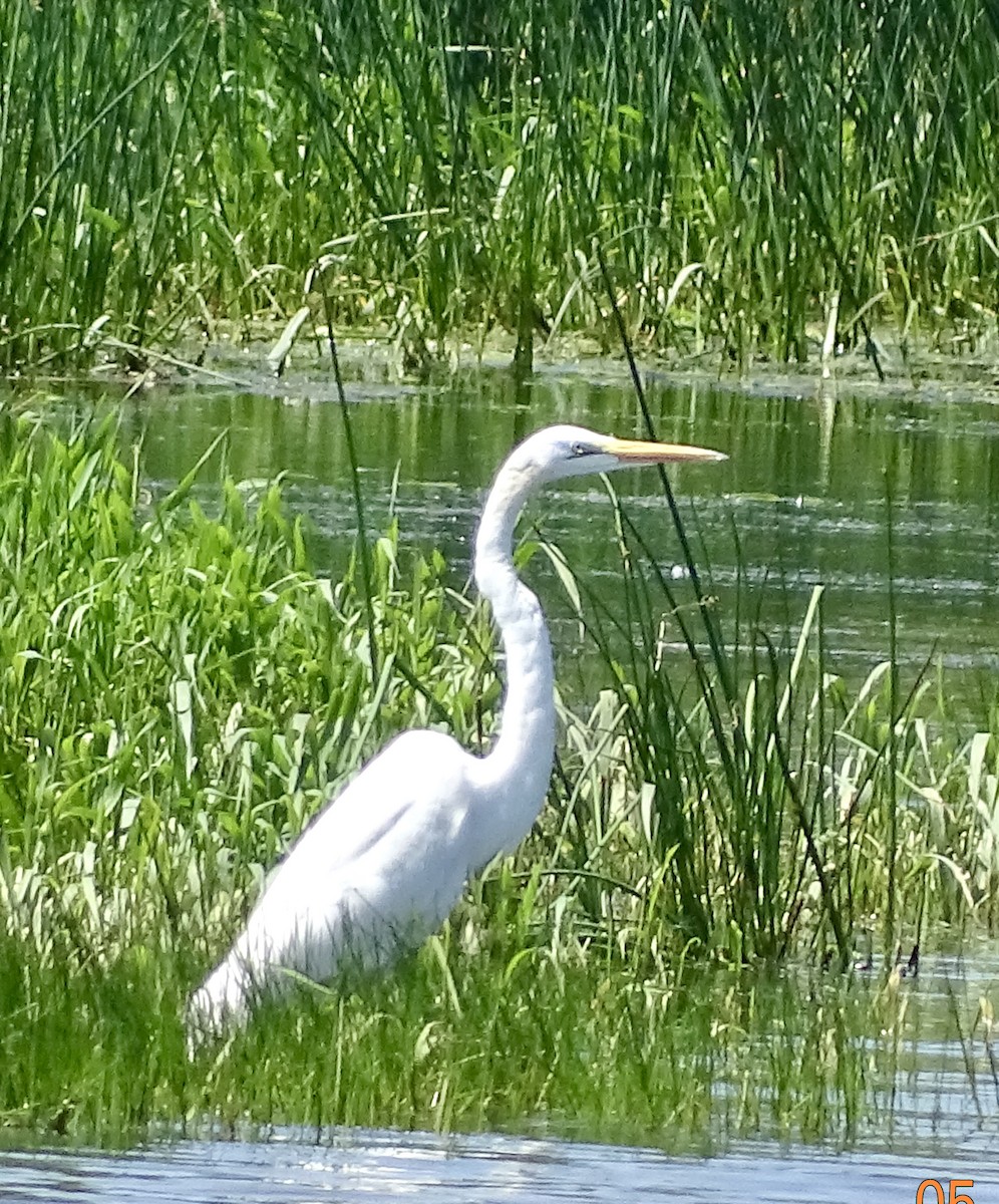 Great Egret - bruce ventura