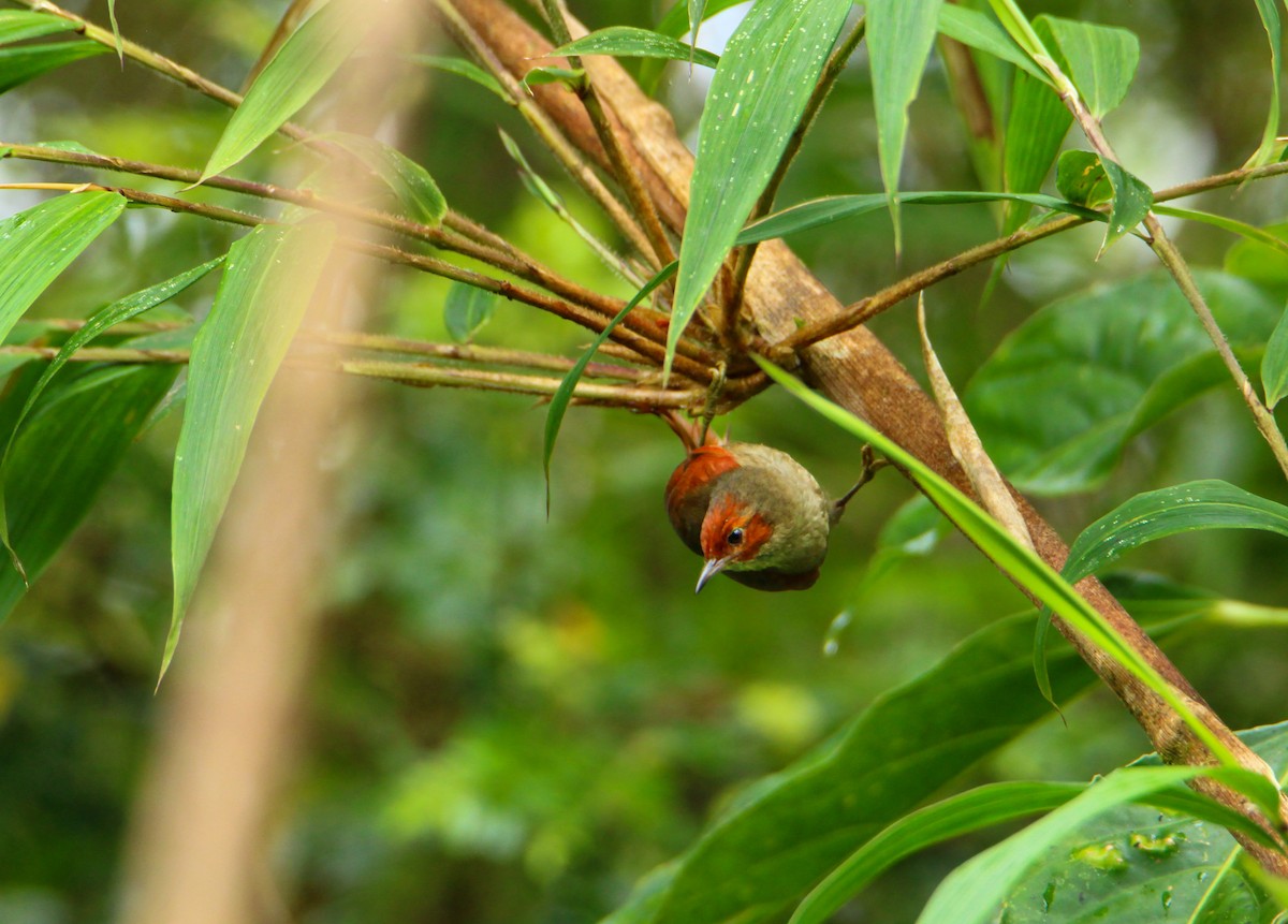 Red-faced Spinetail - Mónica Thurman