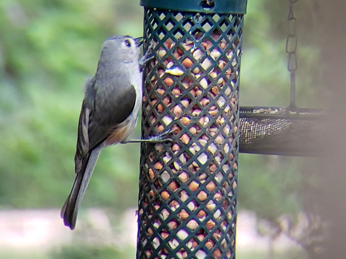 Tufted Titmouse - Michelle Spacek