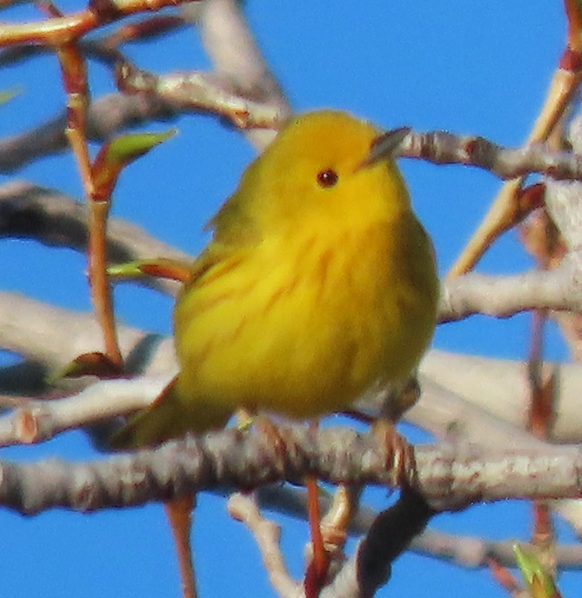 Yellow Warbler - BEN BAILEY