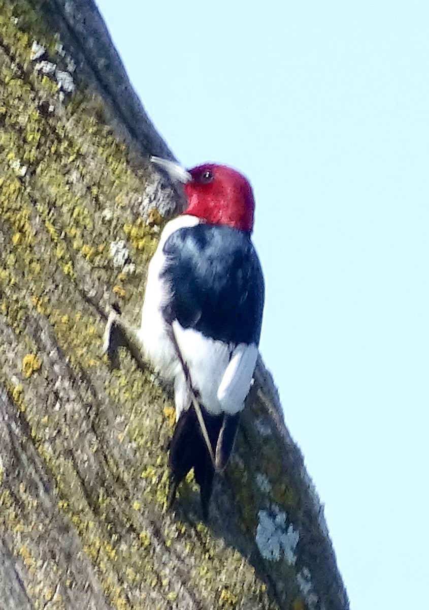 Red-headed Woodpecker - bruce ventura