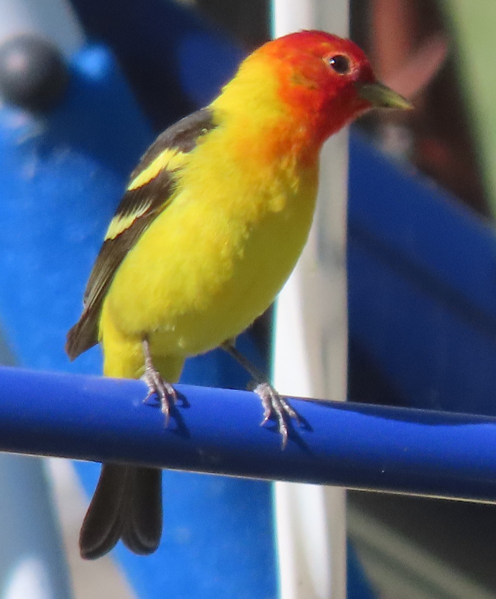 Western Tanager - BEN BAILEY