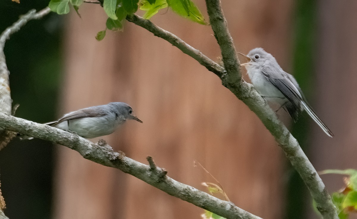 Blue-gray Gnatcatcher - Pat Tomsho