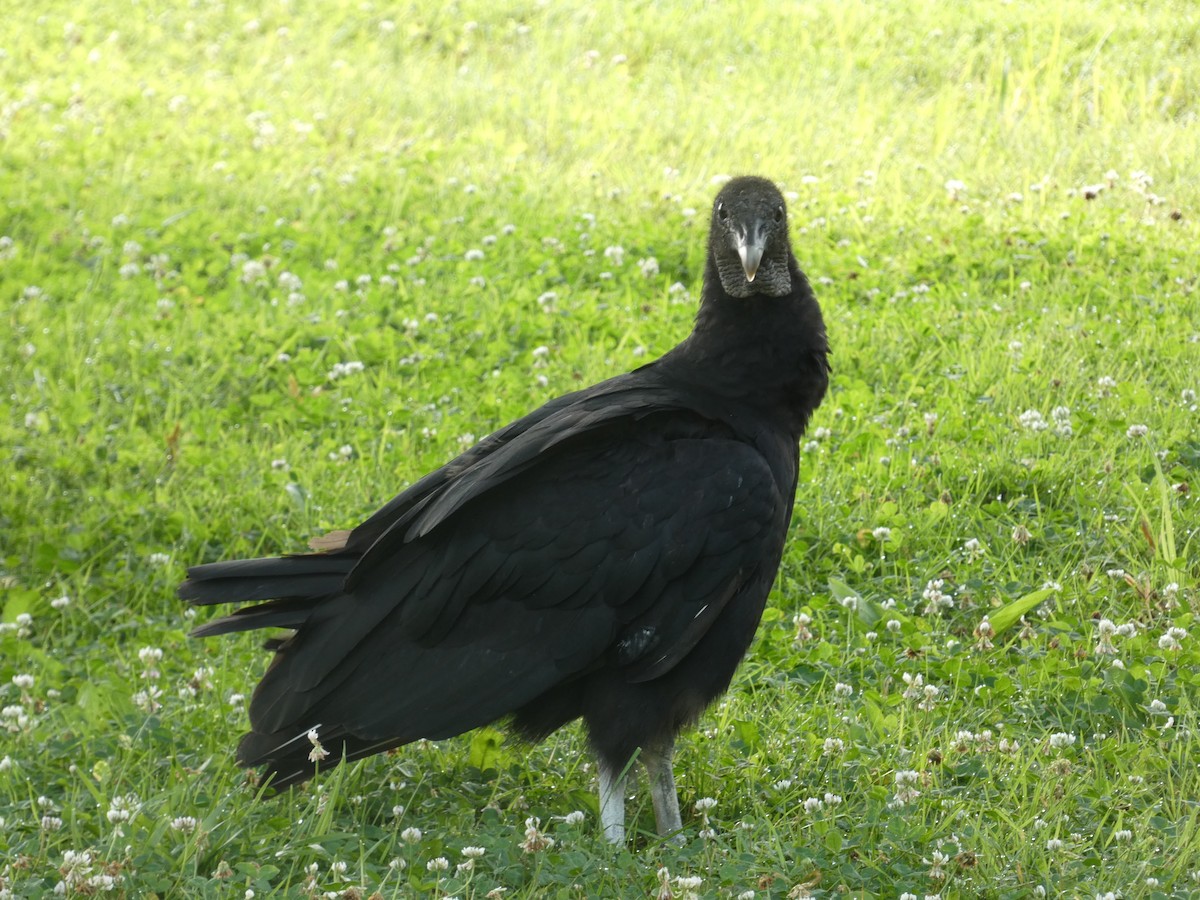 Black Vulture - Heather Guarnera