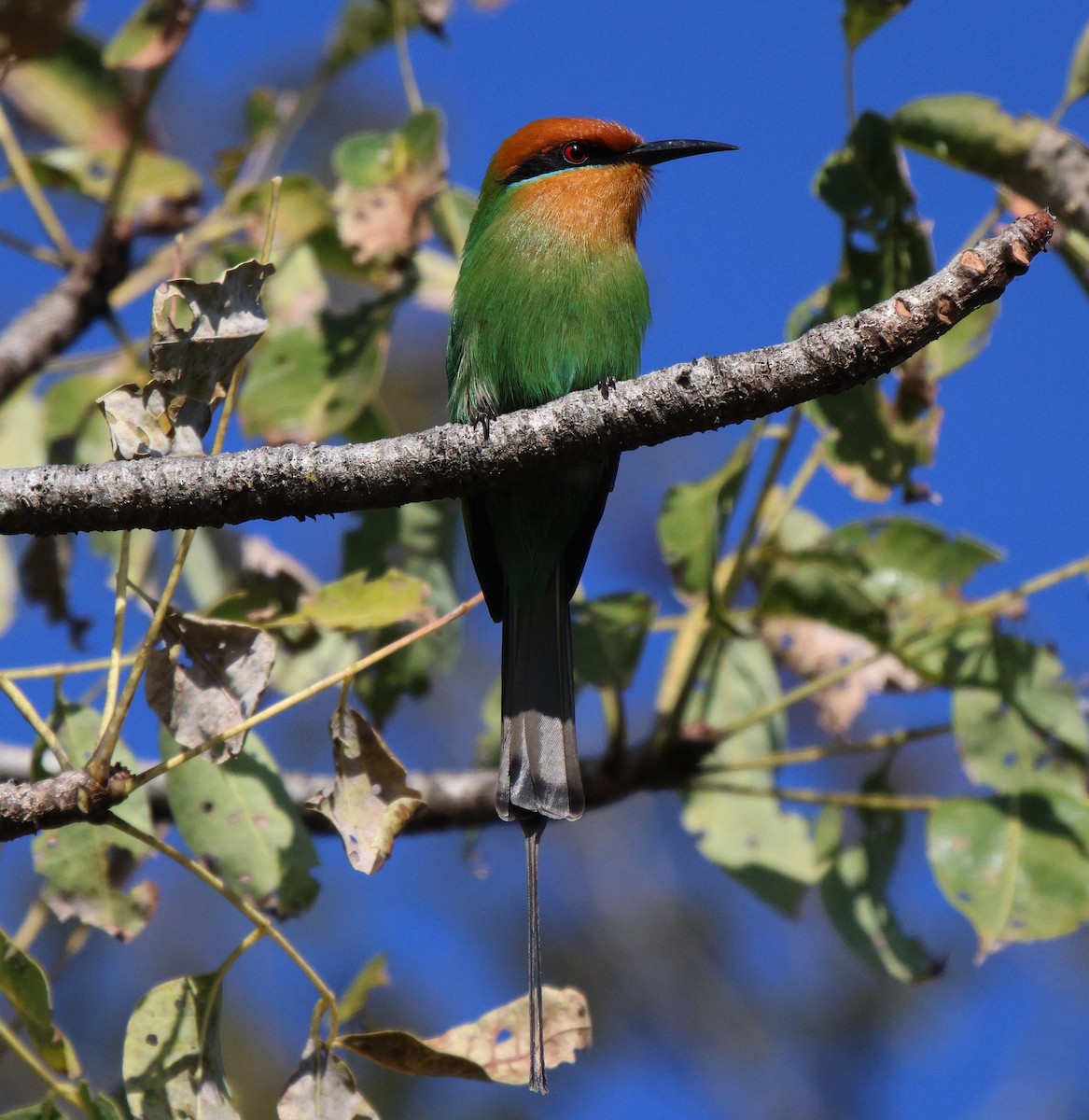 Böhm's Bee-eater - Frank Willems - Birding Zambia
