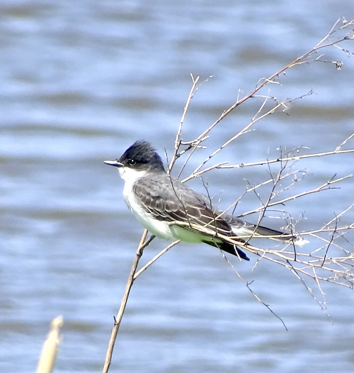 Eastern Kingbird - bruce ventura