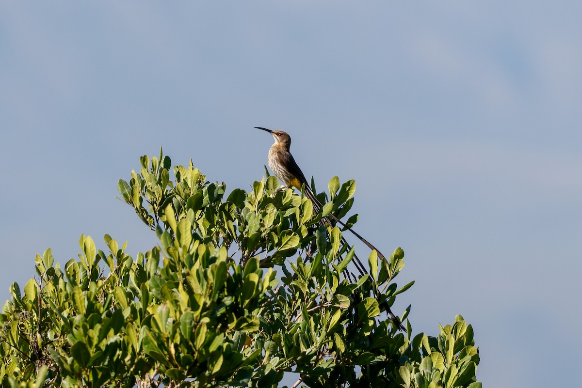 Cape Sugarbird - Tommy Pedersen