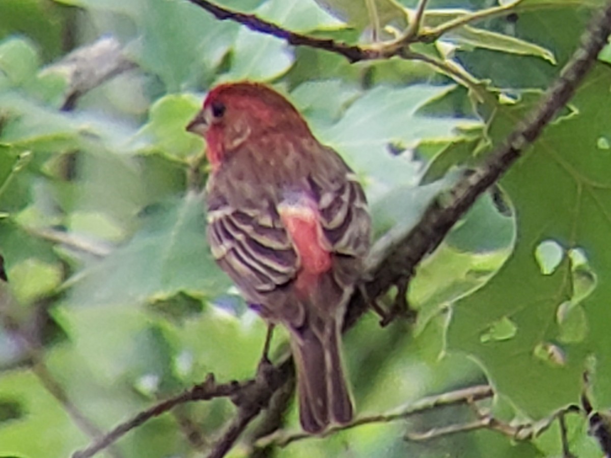 House Finch - Michelle Spacek