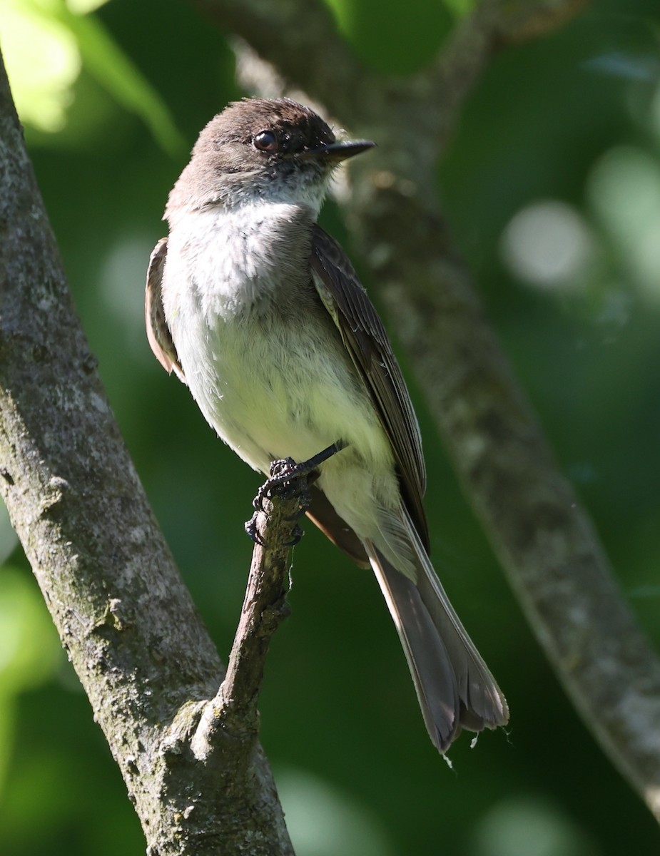 Eastern Wood-Pewee - E J