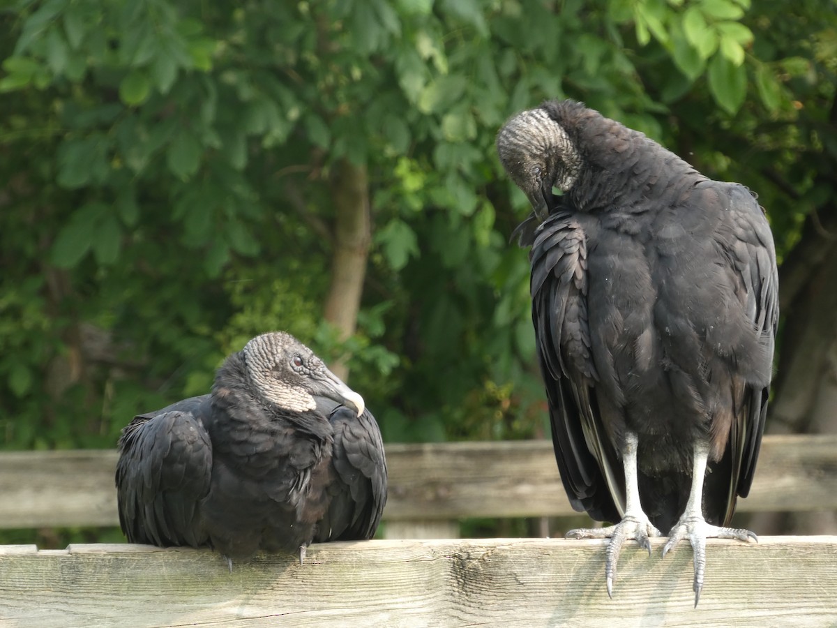 Black Vulture - Heather Guarnera