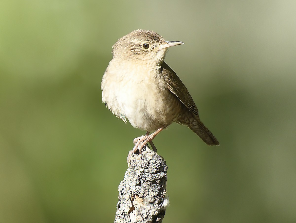 House Wren - Jim Ward