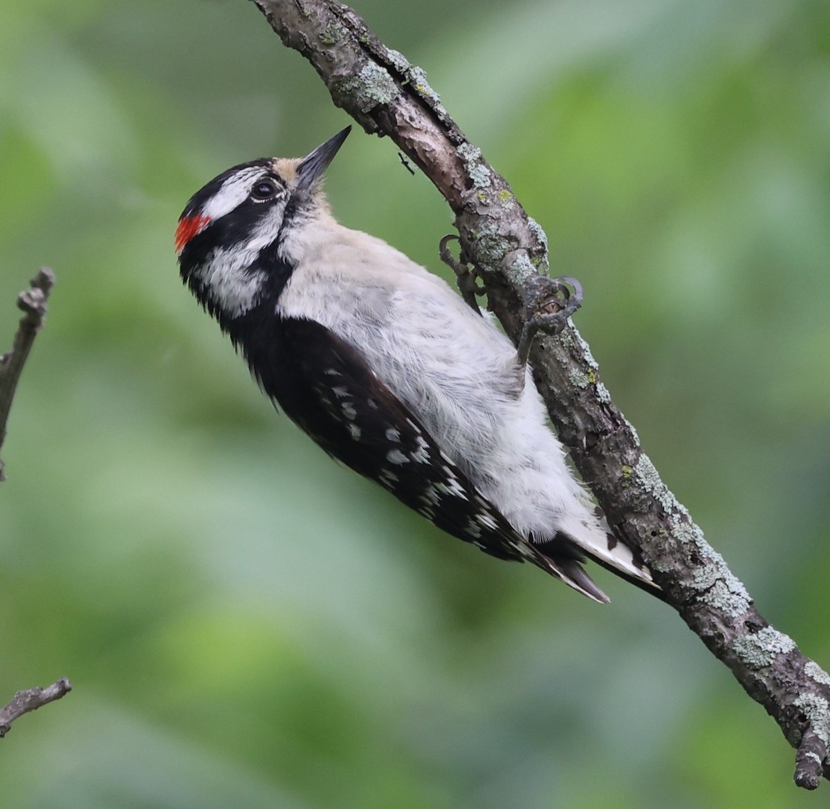 Downy Woodpecker - E J