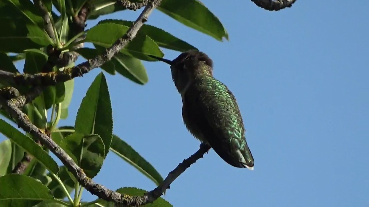 Anna's Hummingbird - Bruce Schine