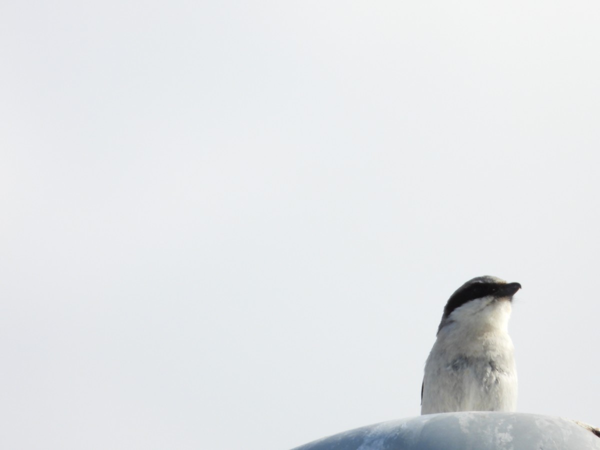 Loggerhead Shrike - Dawn Holzer