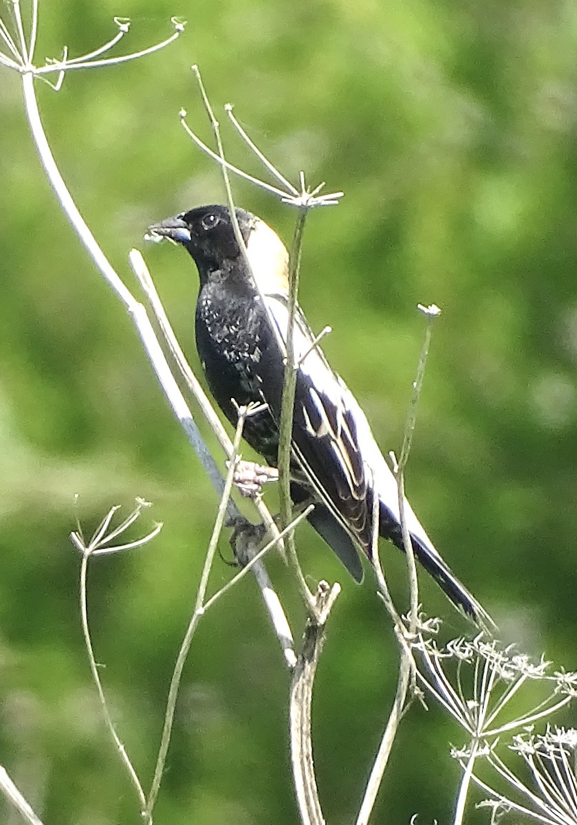 Bobolink - bruce ventura