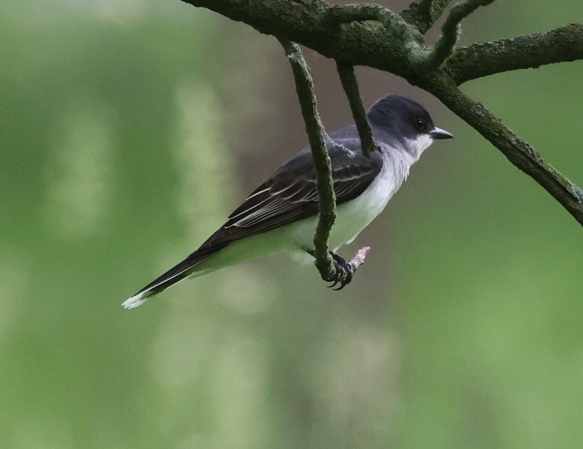 Eastern Kingbird - E J