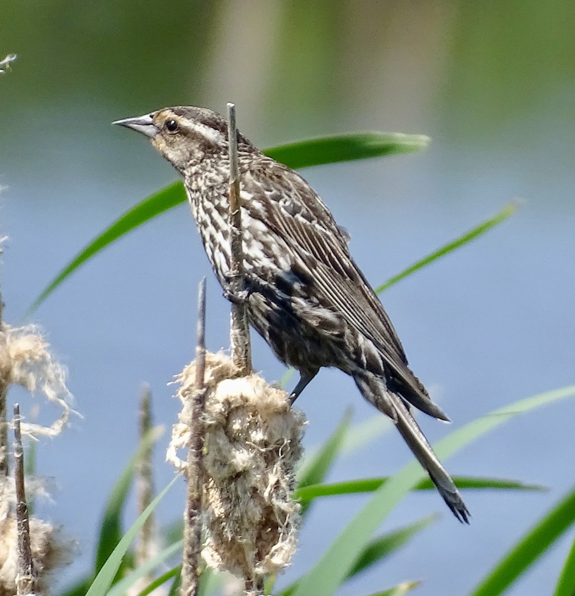 Red-winged Blackbird - bruce ventura