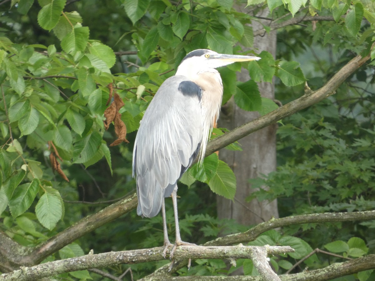 Great Blue Heron - Heather Guarnera